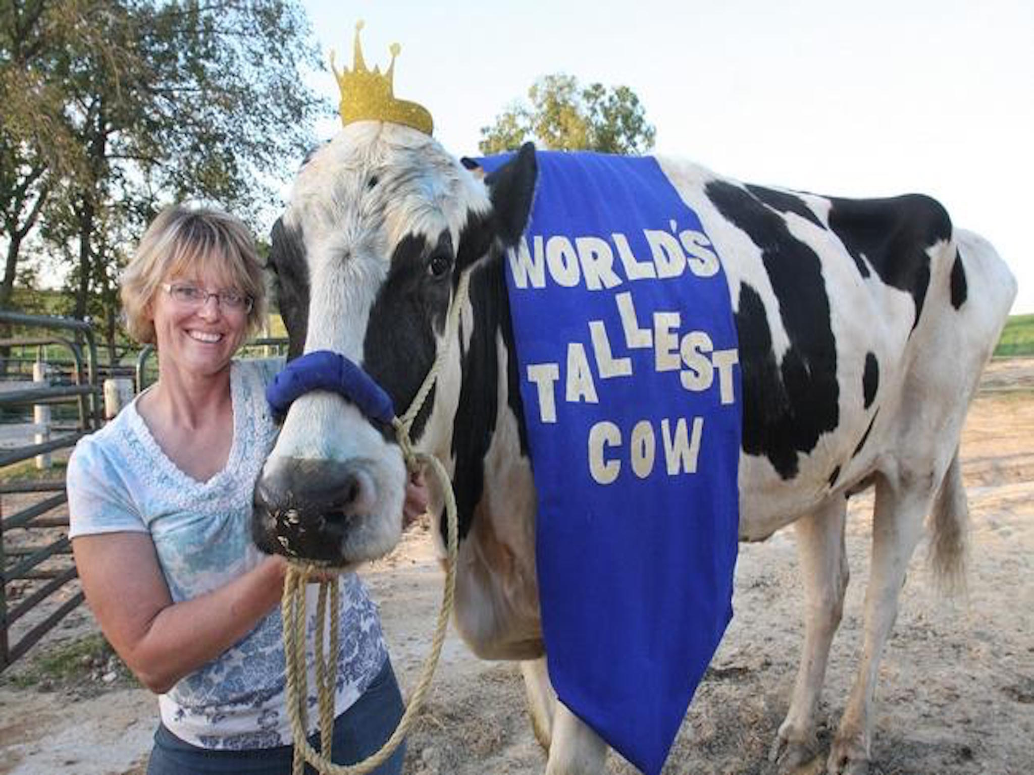 Blosom the world's tallest cow with Pat Hanson