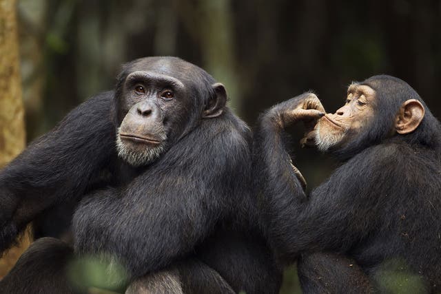 Chimps in Bossou, Guinea, consumed the alcoholic beverage, often in large quantities, despite an alcohol presence of up to 6.9 per cent ABV