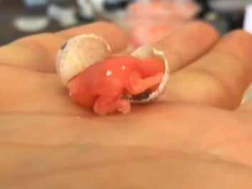 The incredible moment a blue tit chick hatches in the palm of a man's hand