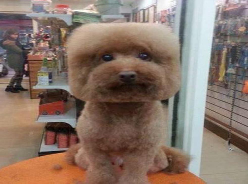 Japanese People Are Grooming Their Dogs Into Perfect Cubes The Independent The Independent Japanese People Are Grooming Their Dogs Into Perfect Cubes The Independent The Independent