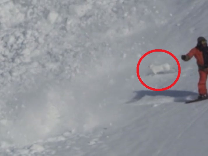 Rabbit survives running through an avalanche in Russia