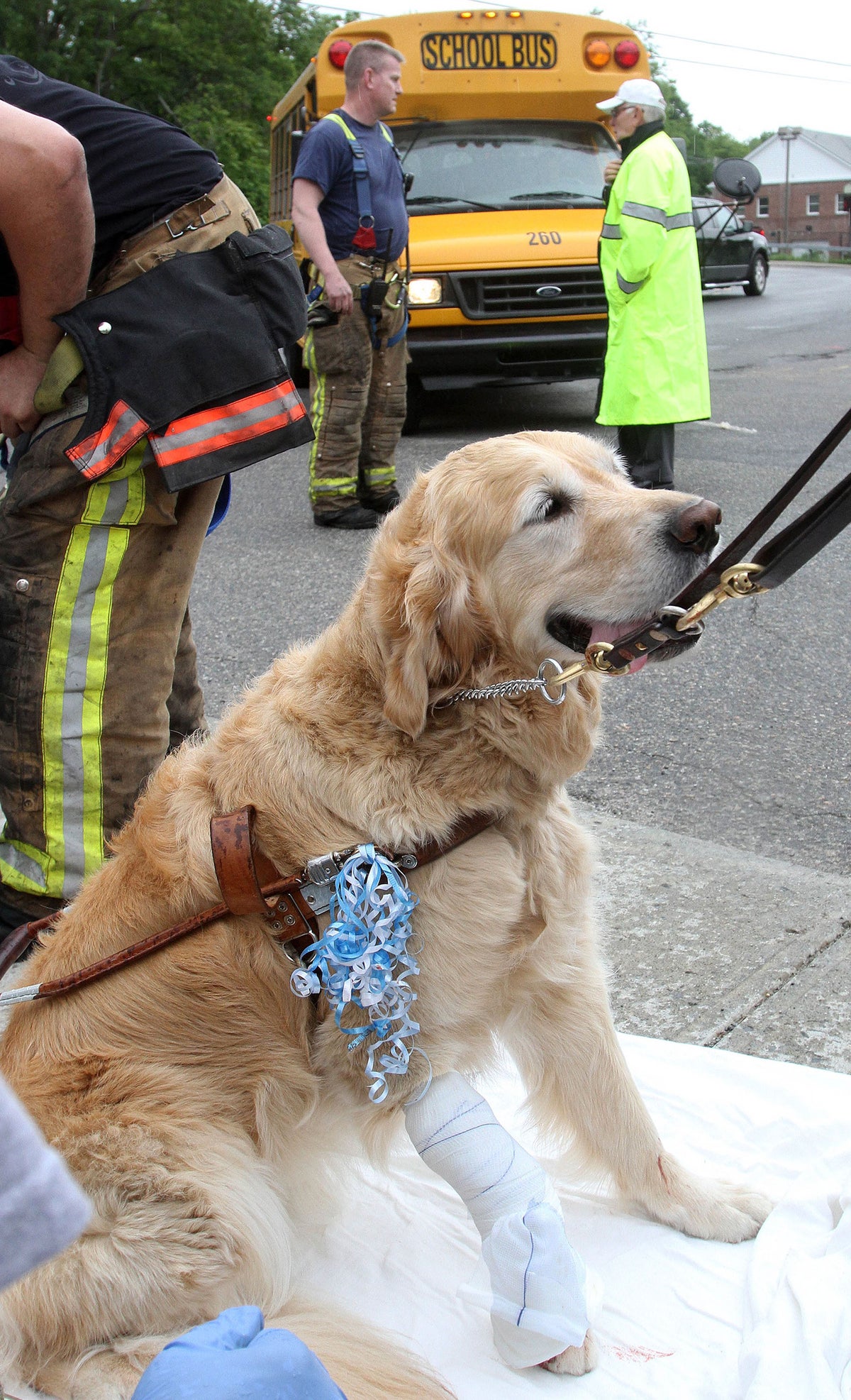 Guide dog jumps in front of oncoming bus to save blind owner | The  Independent | The Independent