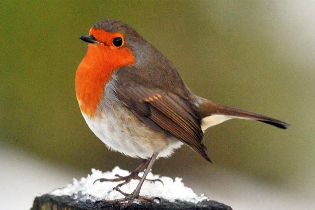 The robin swooped away with 34% of the vote