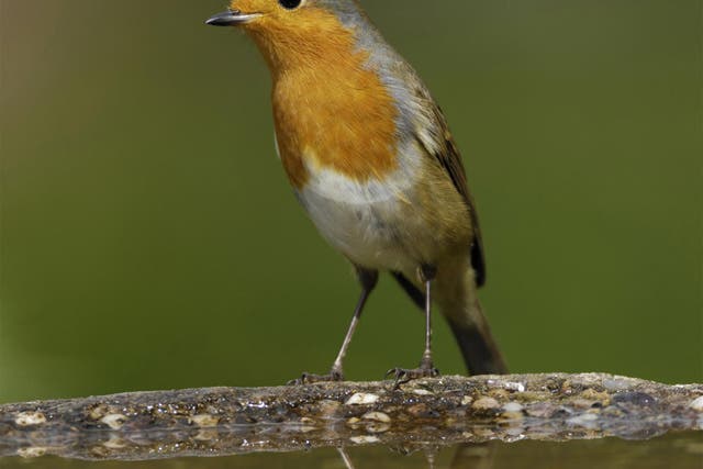 More than 200,000 people opted for the robin in the Vote National Bird ballot