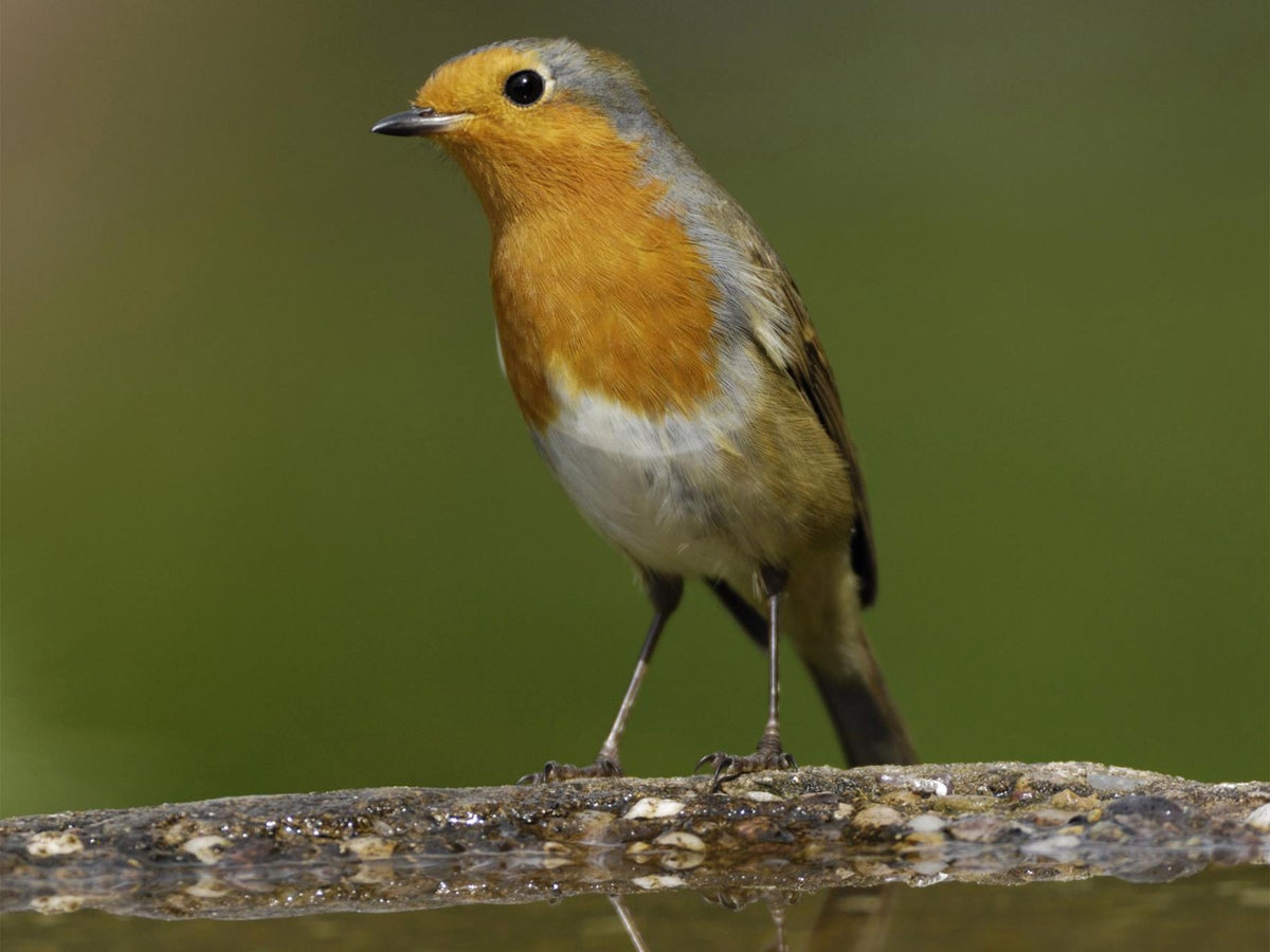 Robin crowned as Britain's national bird after 200,000-strong ballot | The  Independent | The Independent