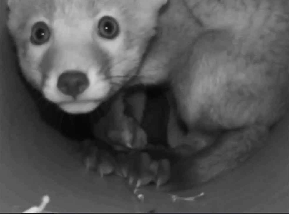 Foxes filmed being kept in captivity ‘to be used in illegal hunts