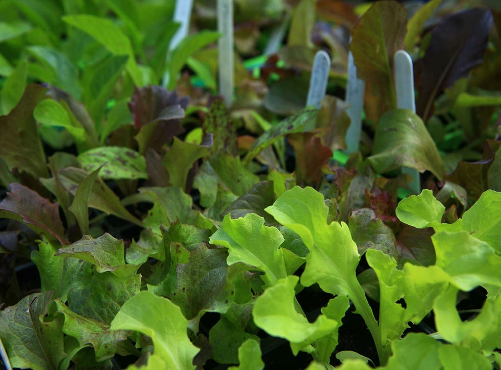 Save money - and improve on flavour - by growing your own crop of salad leaves