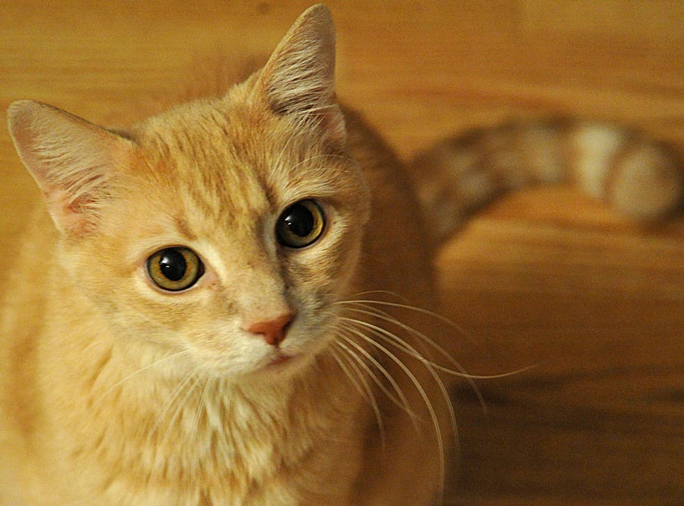 Scientists have found a link between cat ownership and schizophrenia 