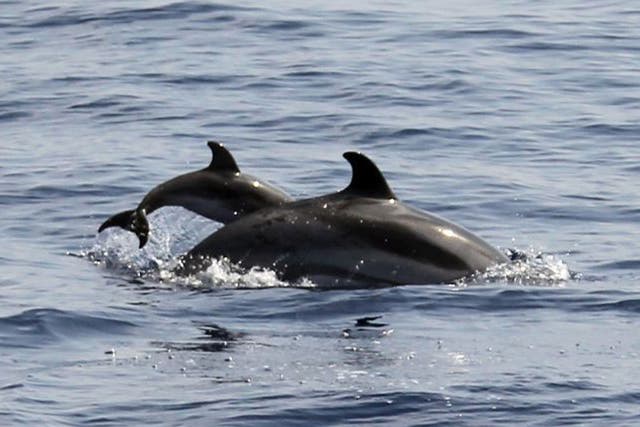 The protection of dolphins is important to savers wanting environmentally friendly investments