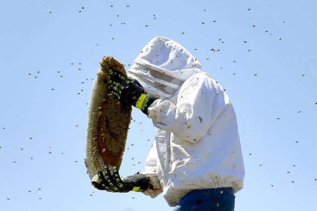 Bee removal expert Jeff Stacey removes a hive from a chimney in Phoenix. A particular strain of bee has been menacing people and animals in Arizona in recent weeks.