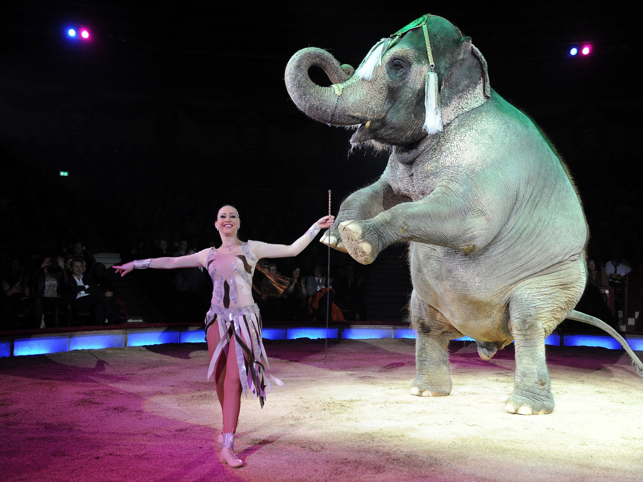 An elephant performs at Circus Krone in Munick in 2014. This image shows an elephant and circus different to the ones mentioned in the story.