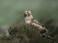 Read more

Hen harrier facing 'extinction by persecution' in England?