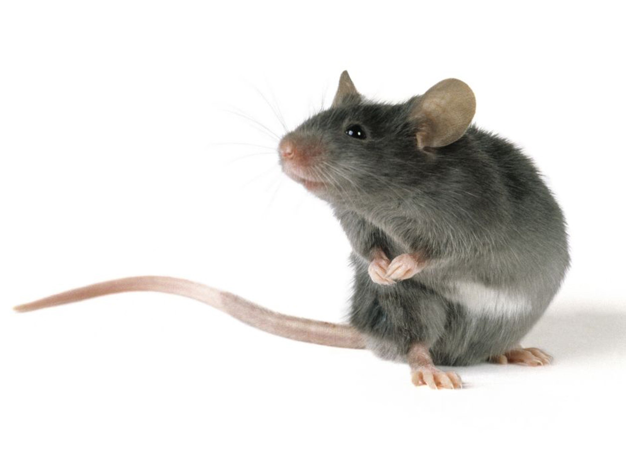 The scientists were able to make brain cells in the mouse fire using a laser