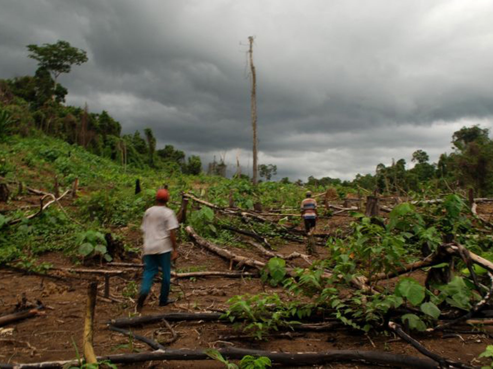 The ban on clearing rainforest comes less than a month after the IoS story