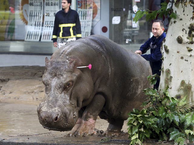A hippopotamus after it was shot with a tranquiliser dart in a flooded street in Tbilisi