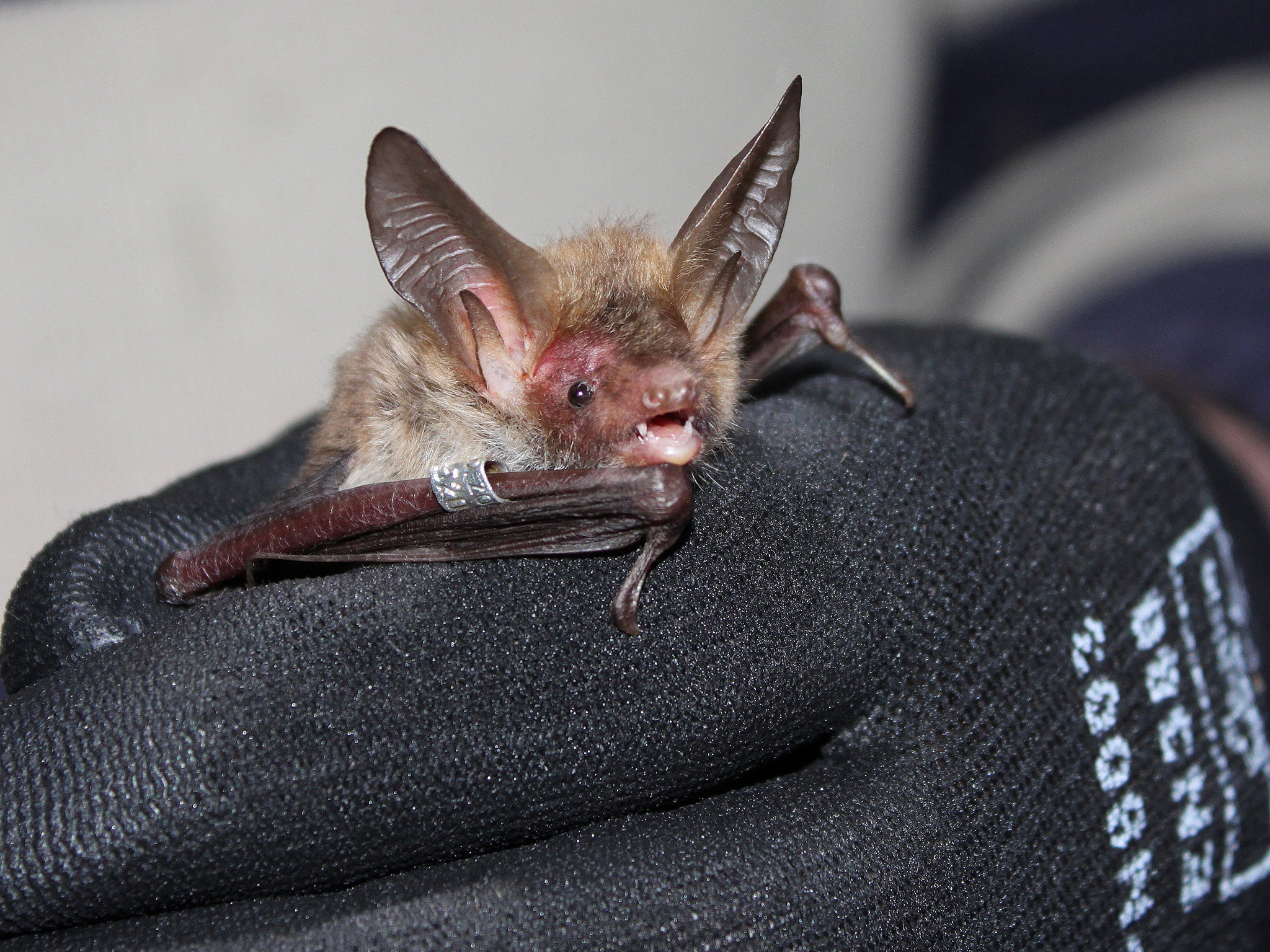 A Bechstein’s bat