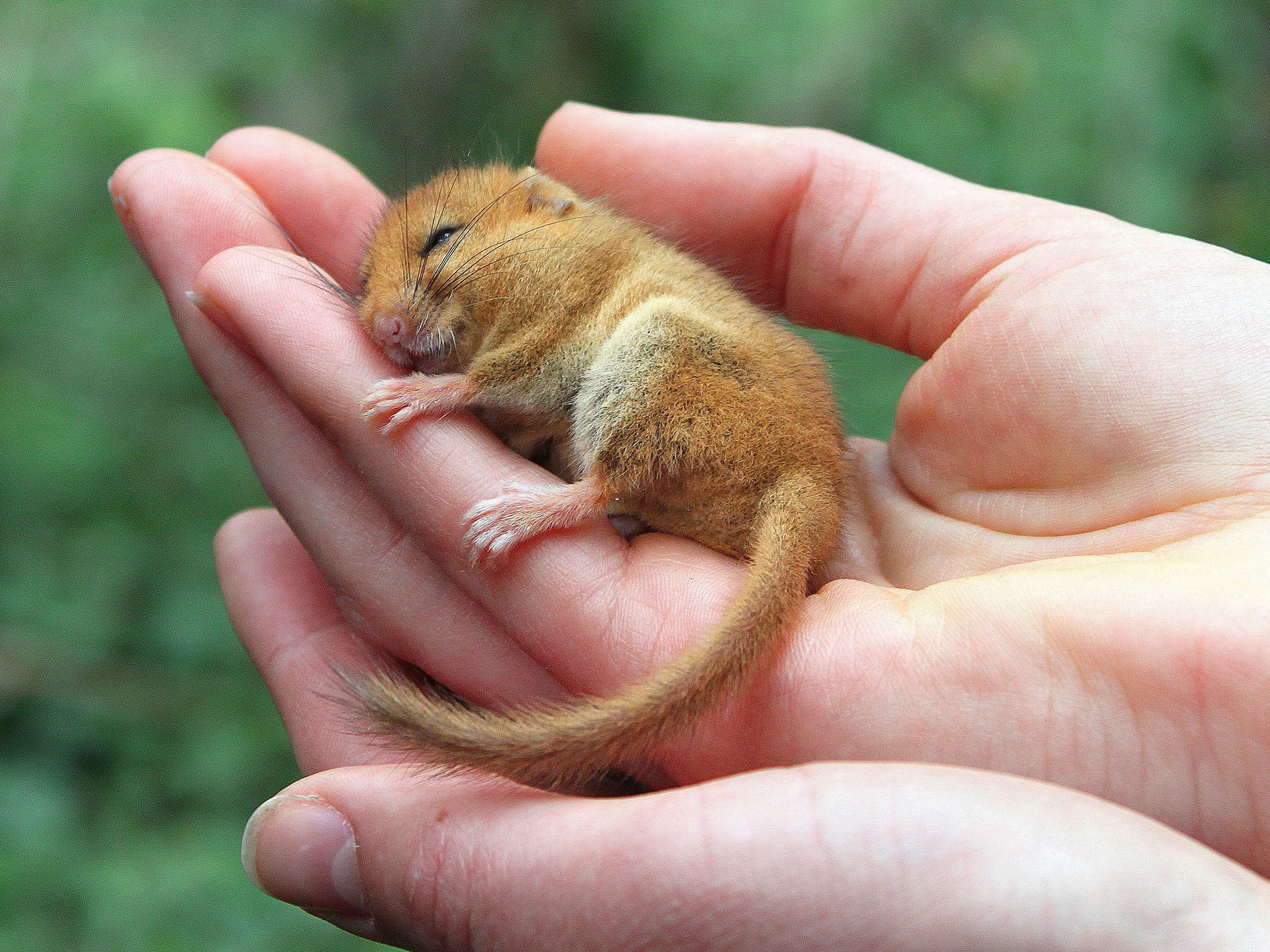 More coppicing of trees in Britain’s woodlands could help revive dormouse numbers which have fallen at an alarming rate in recent years