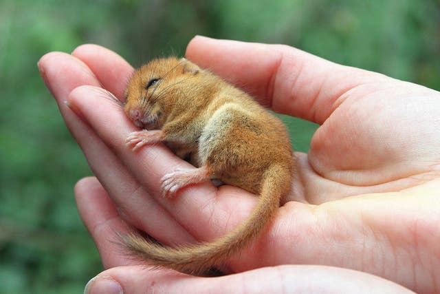 More coppicing of trees in Britain’s woodlands could help revive dormouse numbers which have fallen at an alarming rate in recent years