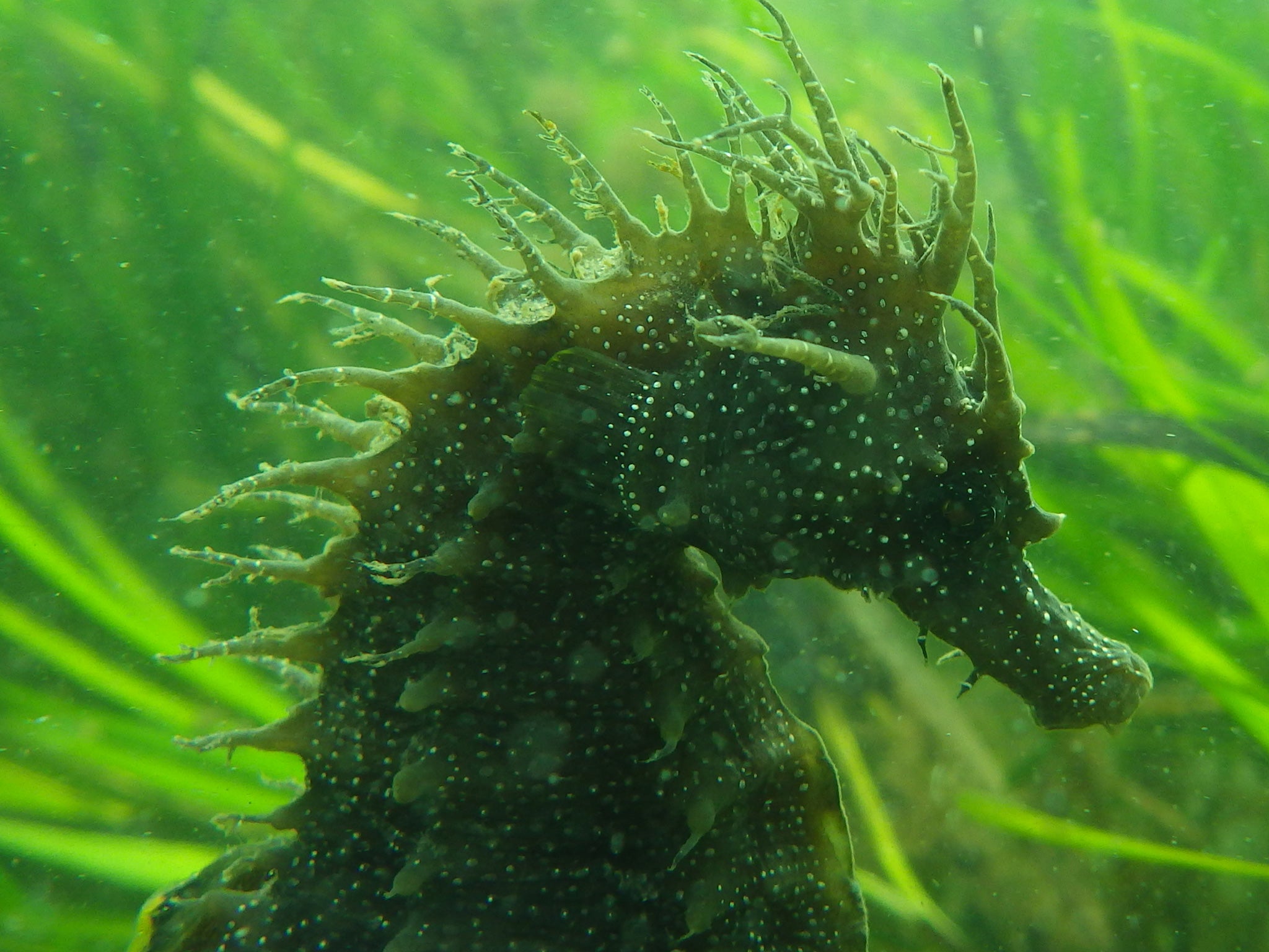 The majestic seahorse