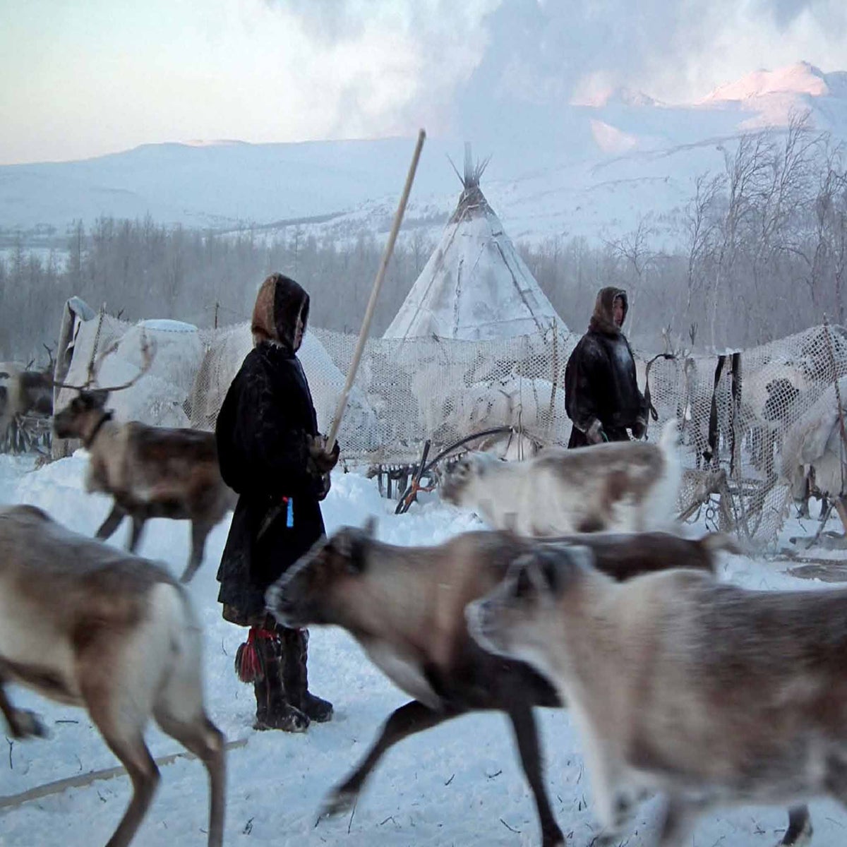 Building a chum with Siberia's Nenets nomads