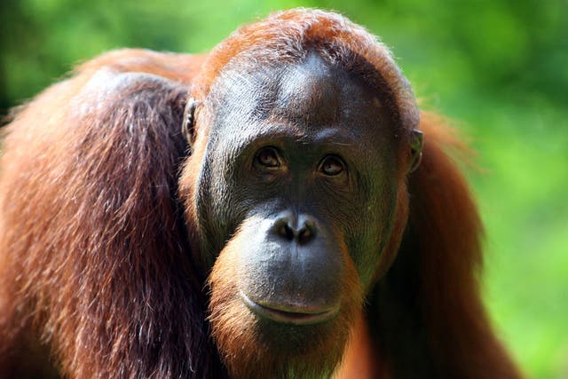 The orangutan's habitat is being decimated by palm oil plantations