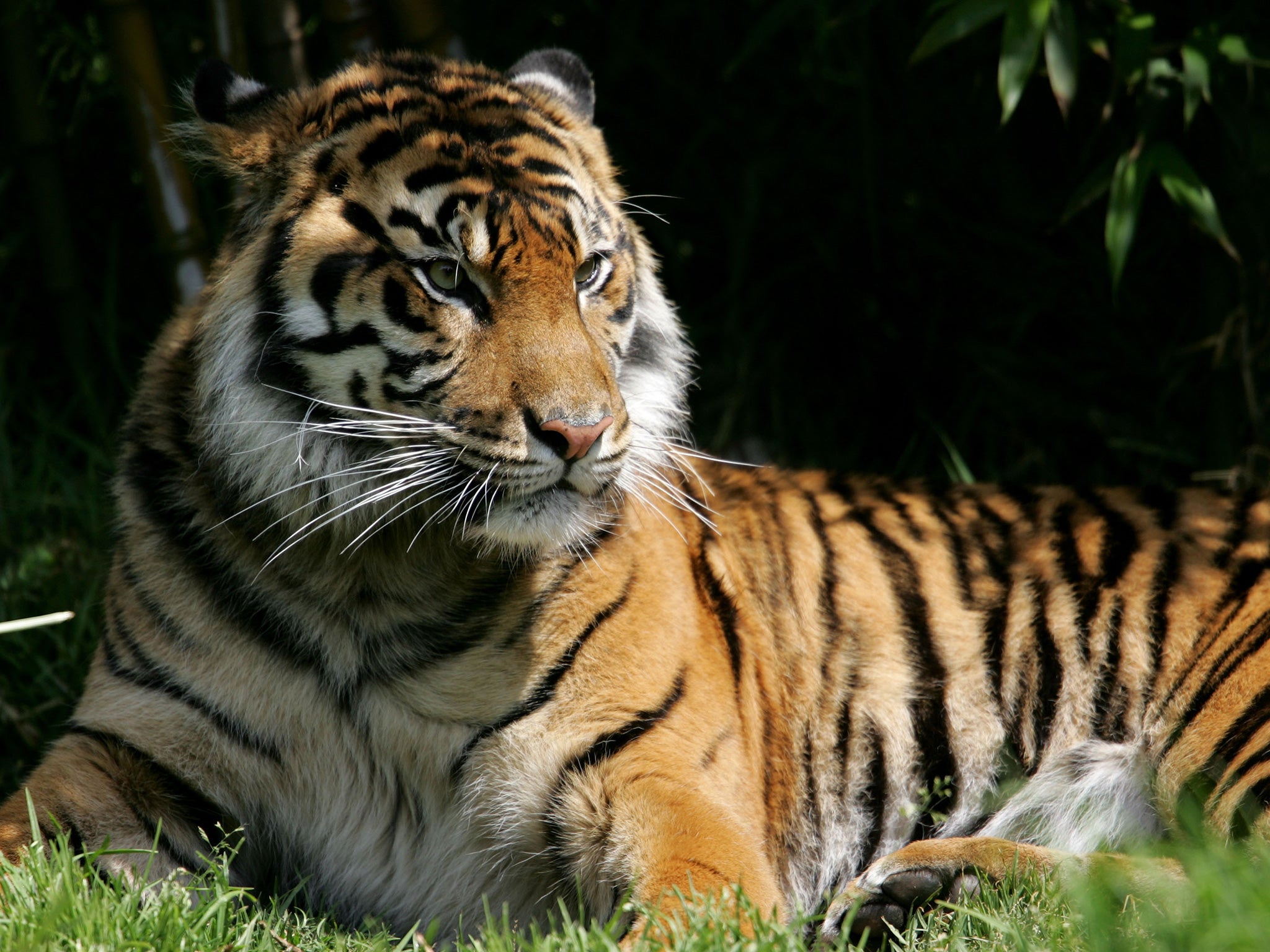 The Sumatran tiger is one of the species that would benefit from the suggested policy
