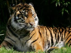 Raising palm oil prices could help to save endangered tigers