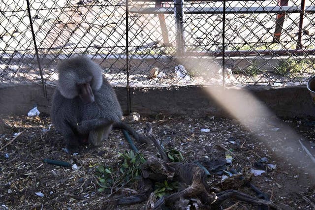 Shell shock: in Gaza, a caged baboon mourns his mate, killed by Israeli rockets
