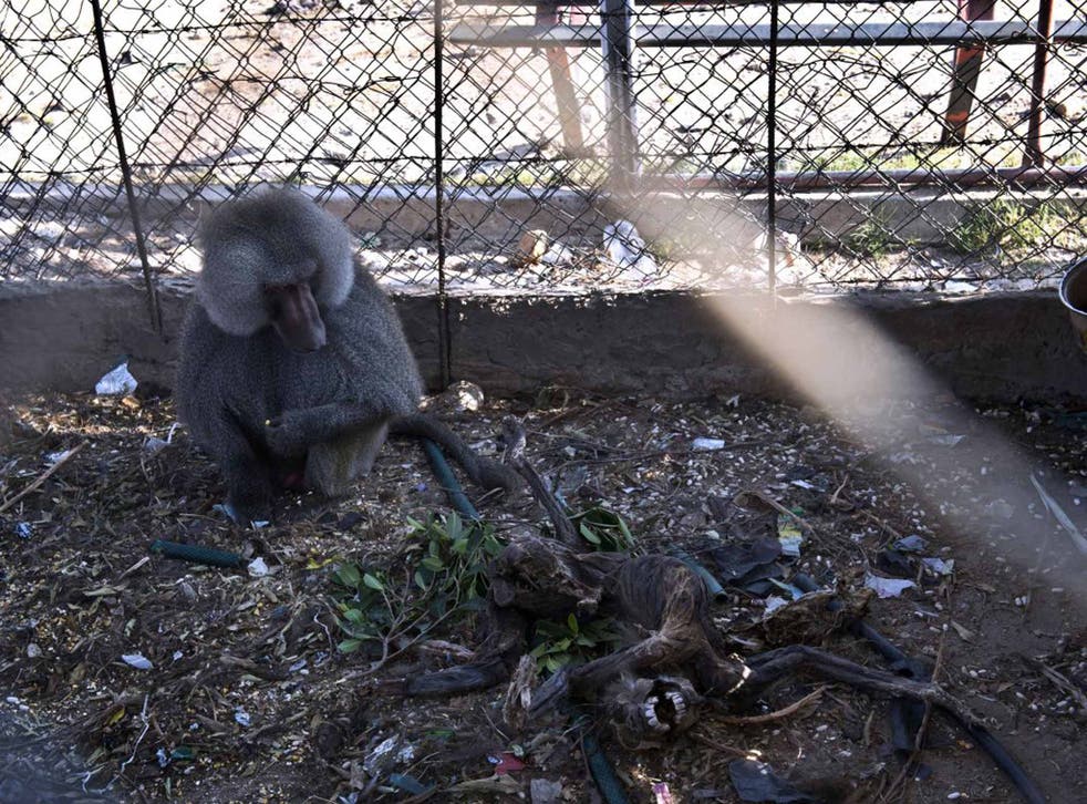 Shell shock: in Gaza, a caged baboon mourns his mate, killed by Israeli rockets