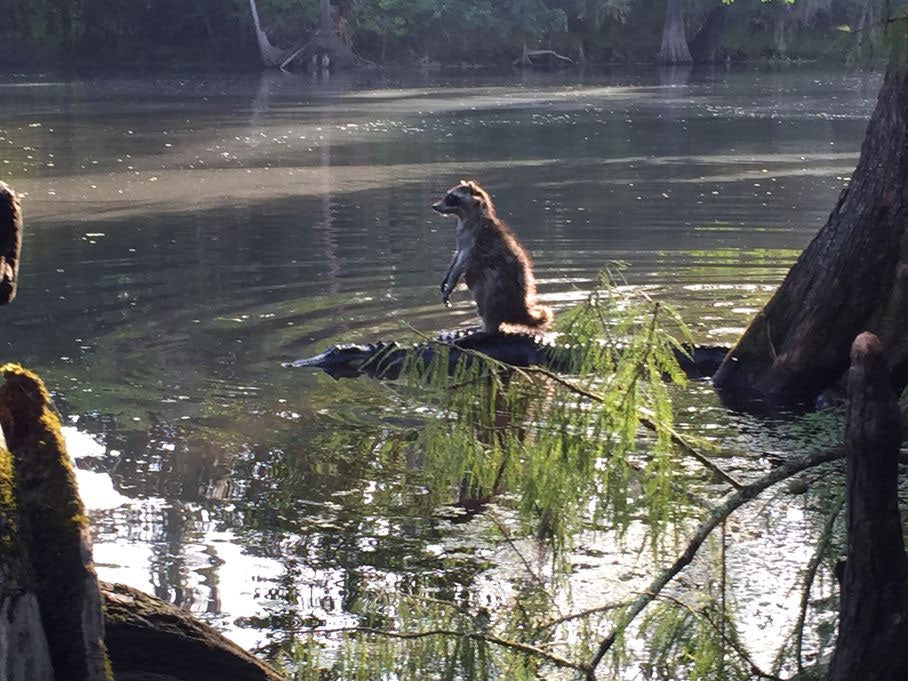 The picture of a raccoon standing on top of an alligator (Richard Jones)