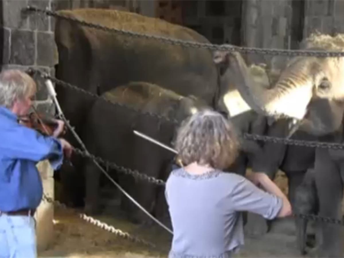 Elephants sway their trunks and dance to classical music video The