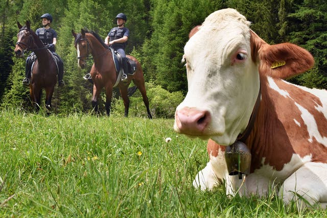 Cows: Nature's silent, stealthy killers