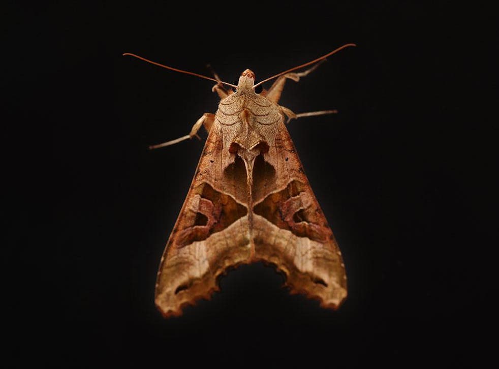 Giant Moths Are Invading Britain Attracted By Alcohol And Tobacco The Independent The Independent