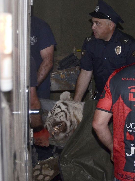 A policeman stands next to a white tiger killed by police in Tbilisi, Georgia