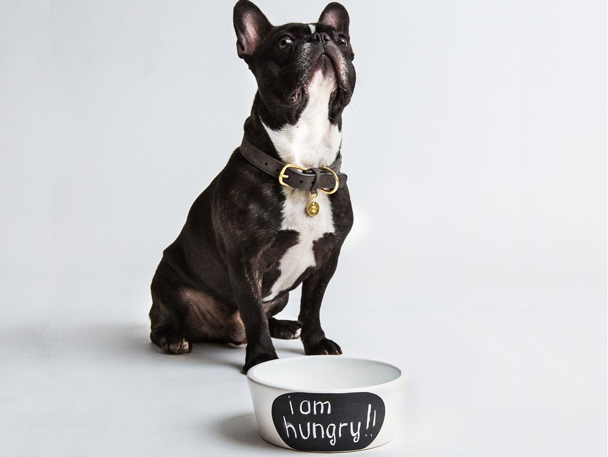 12 best dog bowls | The Independent | The Independent