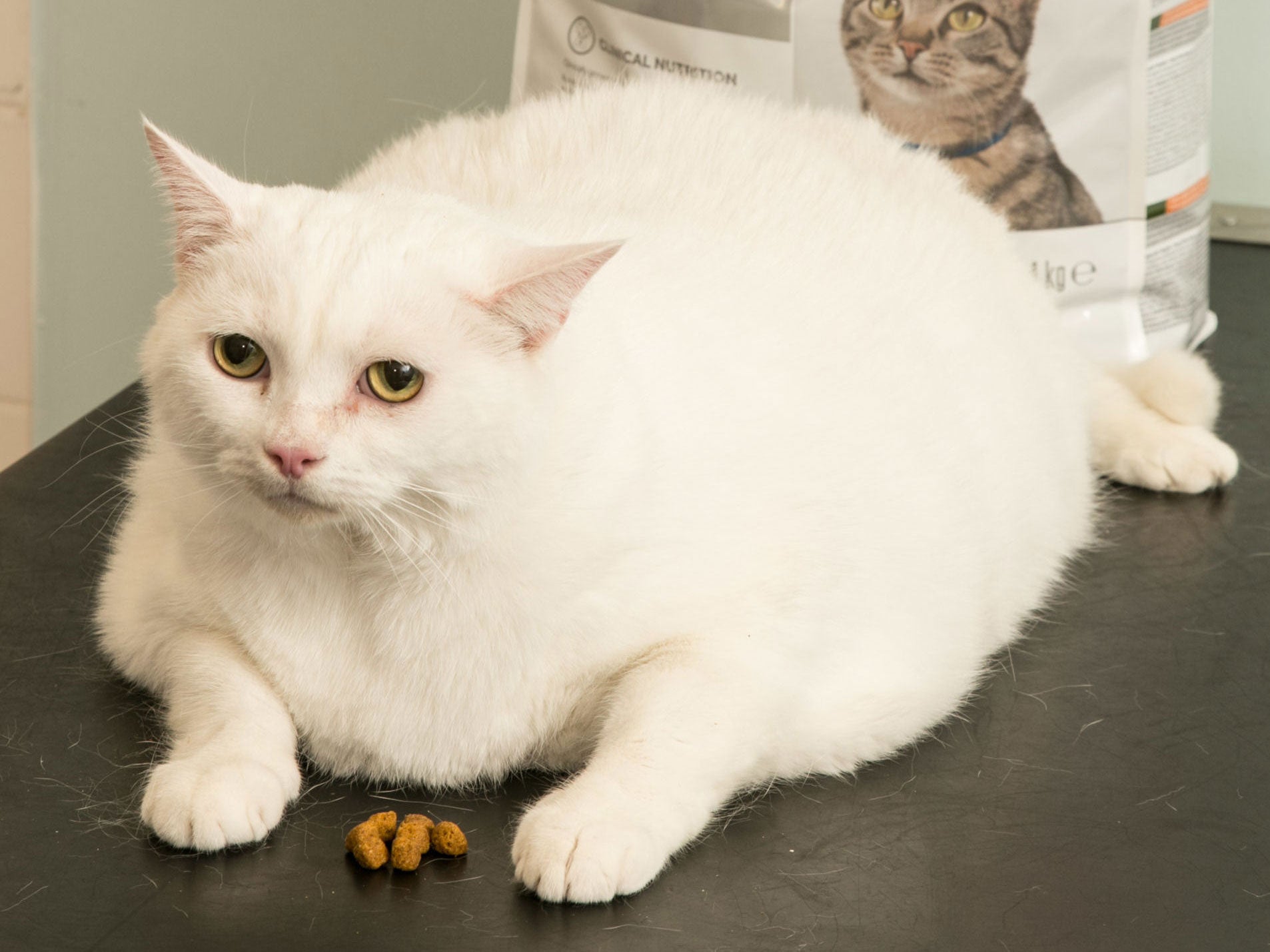 Guy, a fat cat who is more than twice his healthy weight, will take part in this year's PDSA Pet Fit Club competition