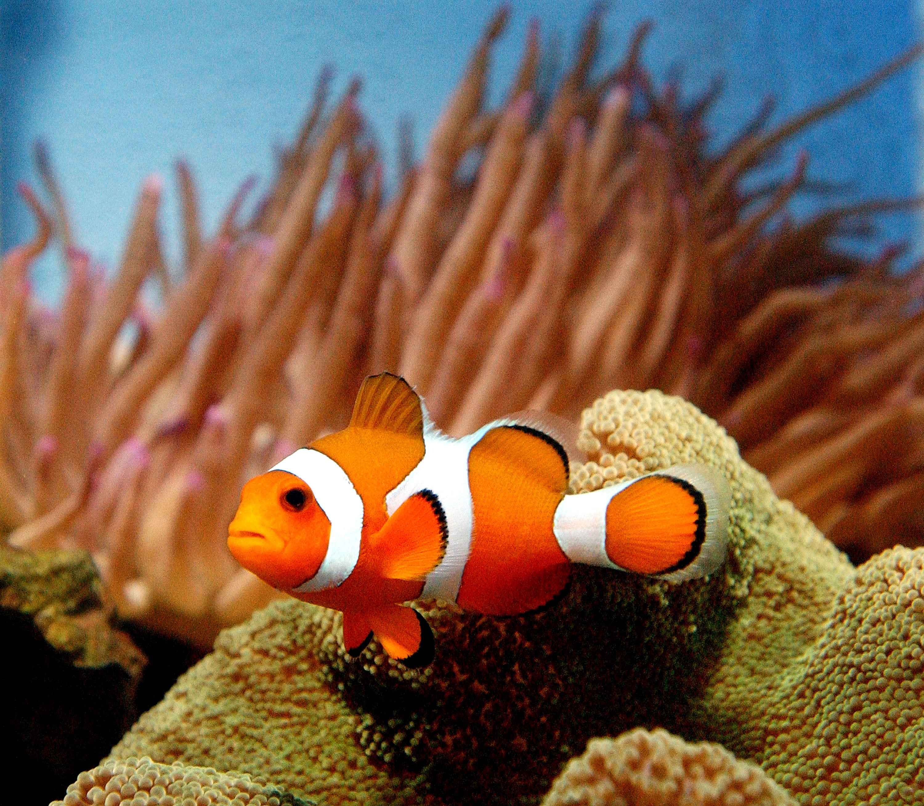 The study focused on the effects of sediment on the gills of larval clownfish