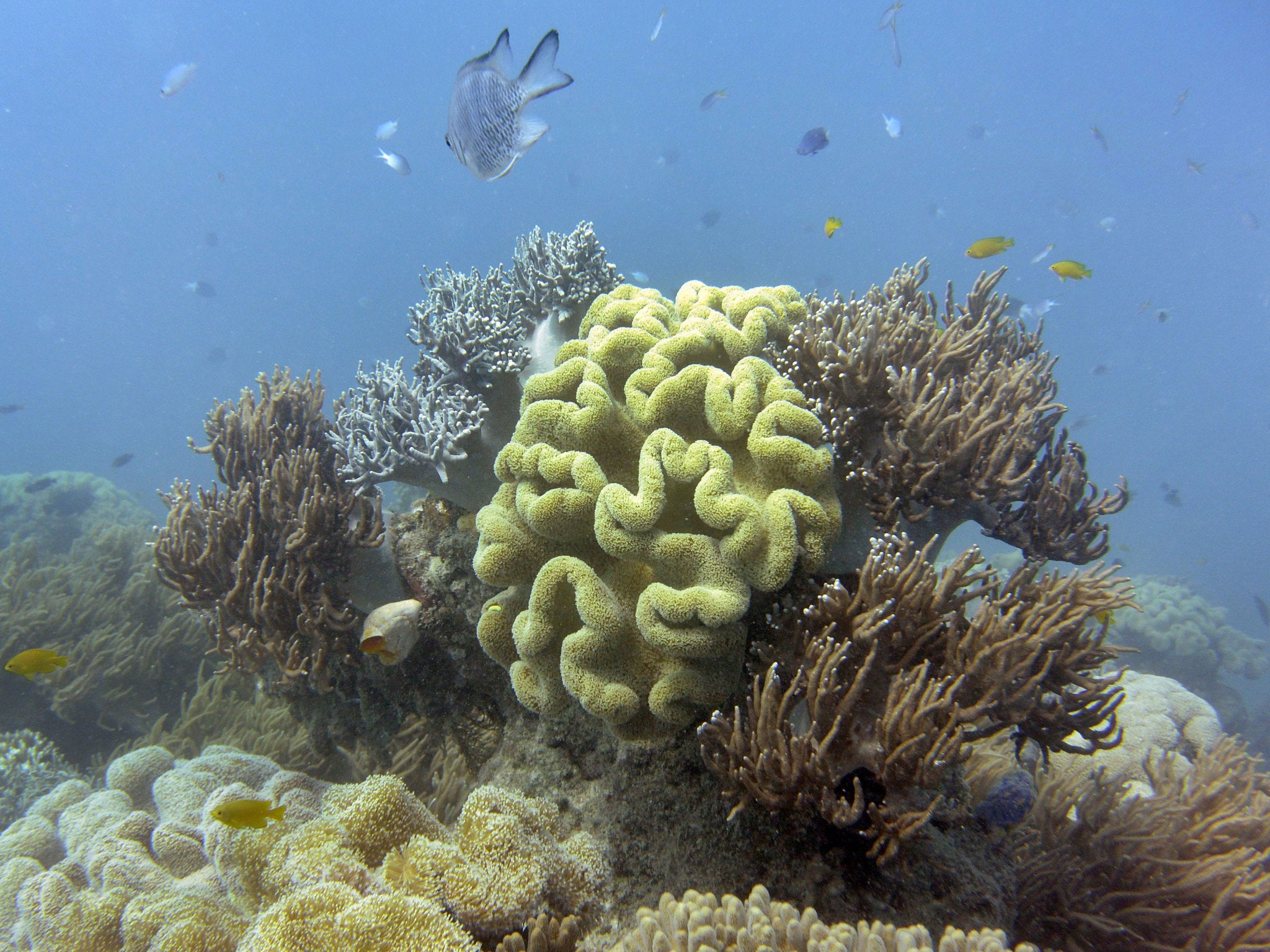 The fish of the Great Barrier Reef are in danger from growing sediment levels