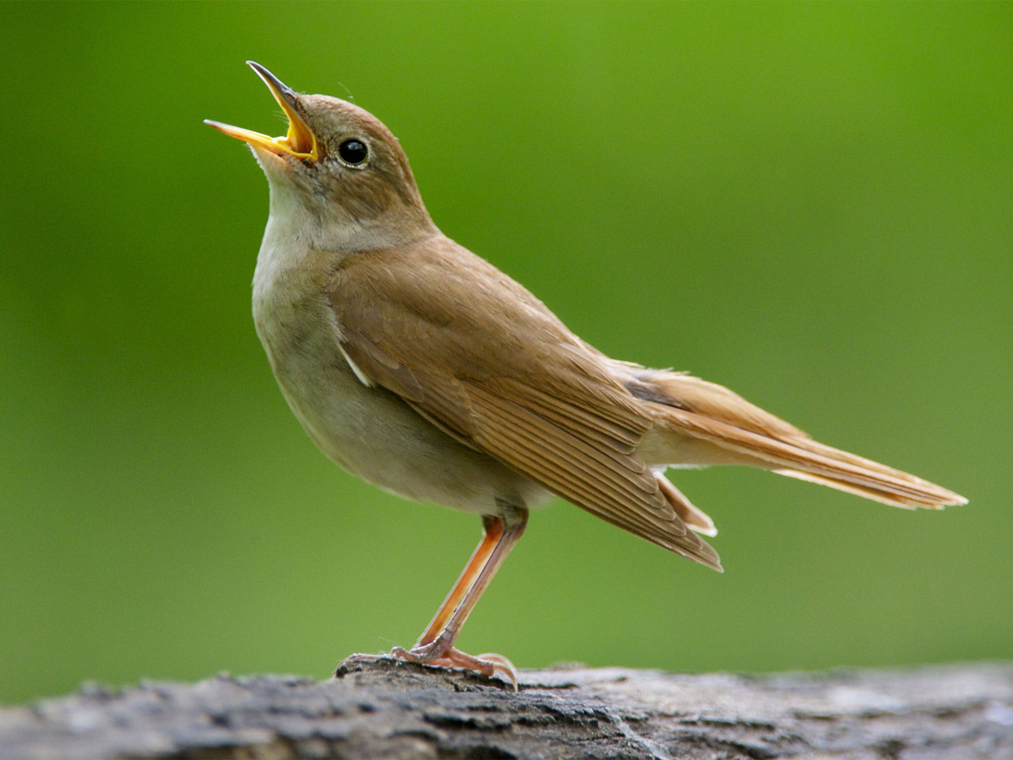 Nightingales typically have a range of 180 song sequences, using 250 different buzzes, trills and whistles