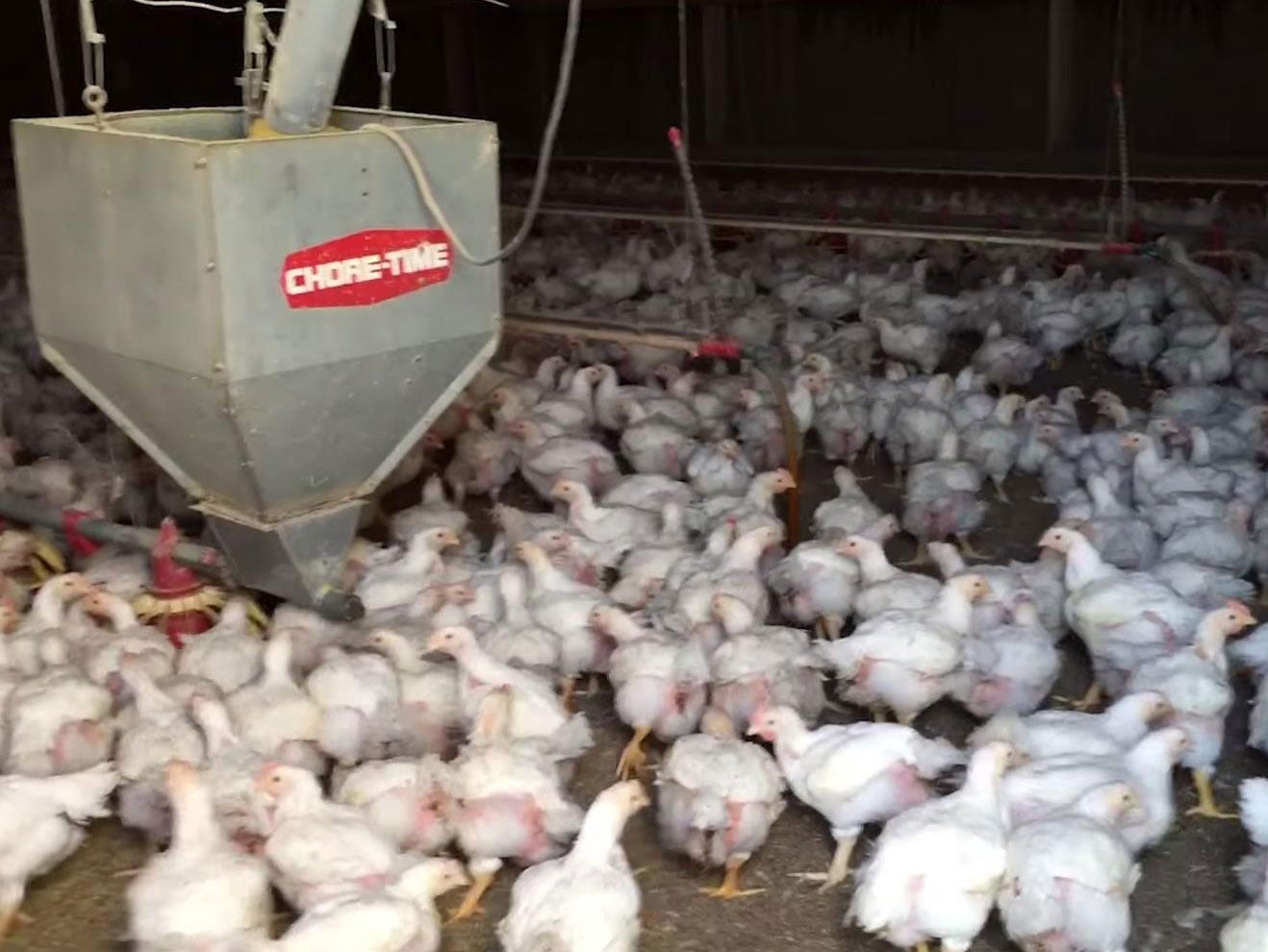 Chickens were filmed being mistreated at Foster Farms facilities in California