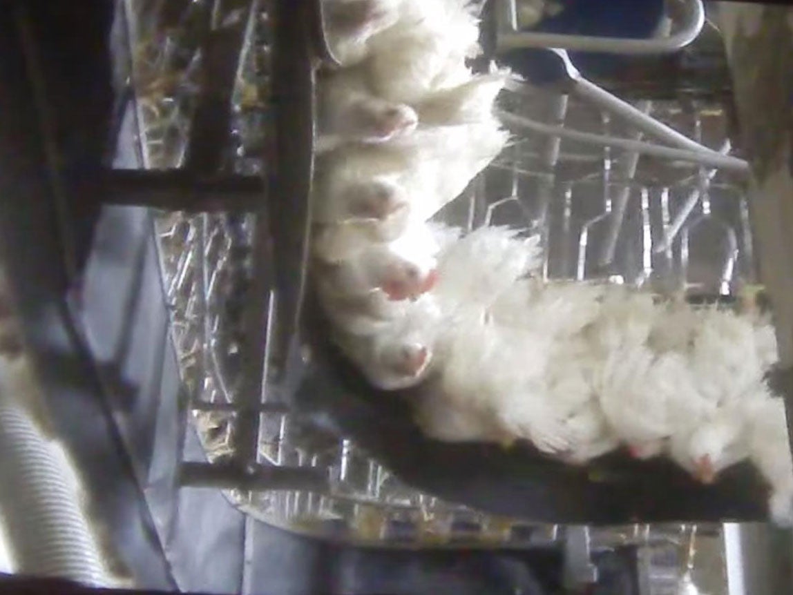 Chickens were filmed appearing to be punched and plucked alive while being hung upside down on the production line