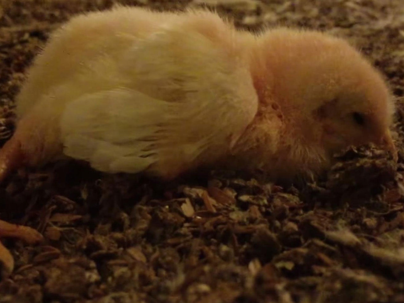 Baby chicks were unable to move after being thrown out of crates on to the ground