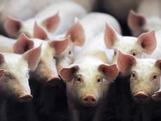 Overuse of antibiotics in pig factory farming causing antibiotic resistant superbugs in humans, campaigners warn