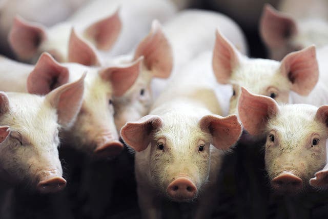 Antibiotic free meat is already sold in the US and China