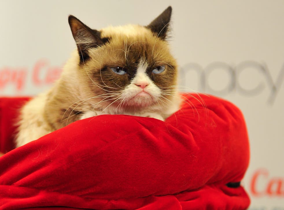 Watching Grumpy Cat videos could boost your energy, according to a study