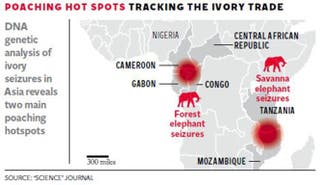 Two geographical 'hotspots' in Africa account for 85 per cent of ...