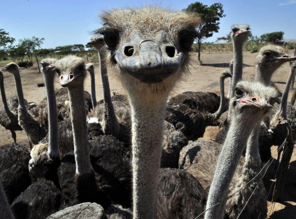 On the menu: ostrich meat is low in fat, but it’s still not to everyone’s taste
