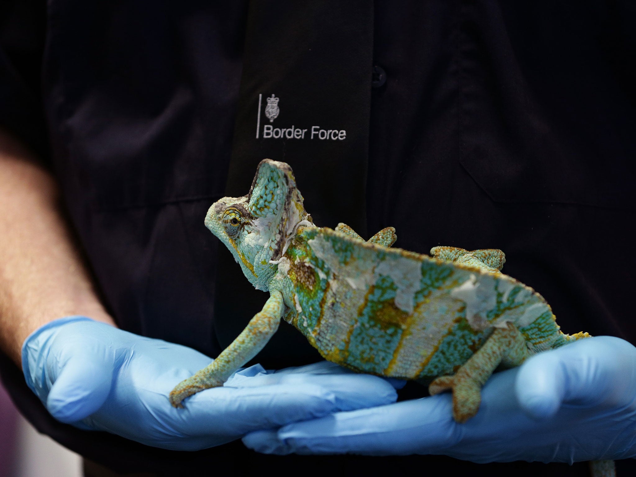 Tim Luffman, a wildlife enforcement officer from Border Force, holding a veiled chameleon which was uncovered during Operation Cobra at Heathrow Airport, London