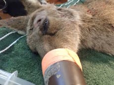 Kangaroo survives after being shot in head with an arrow