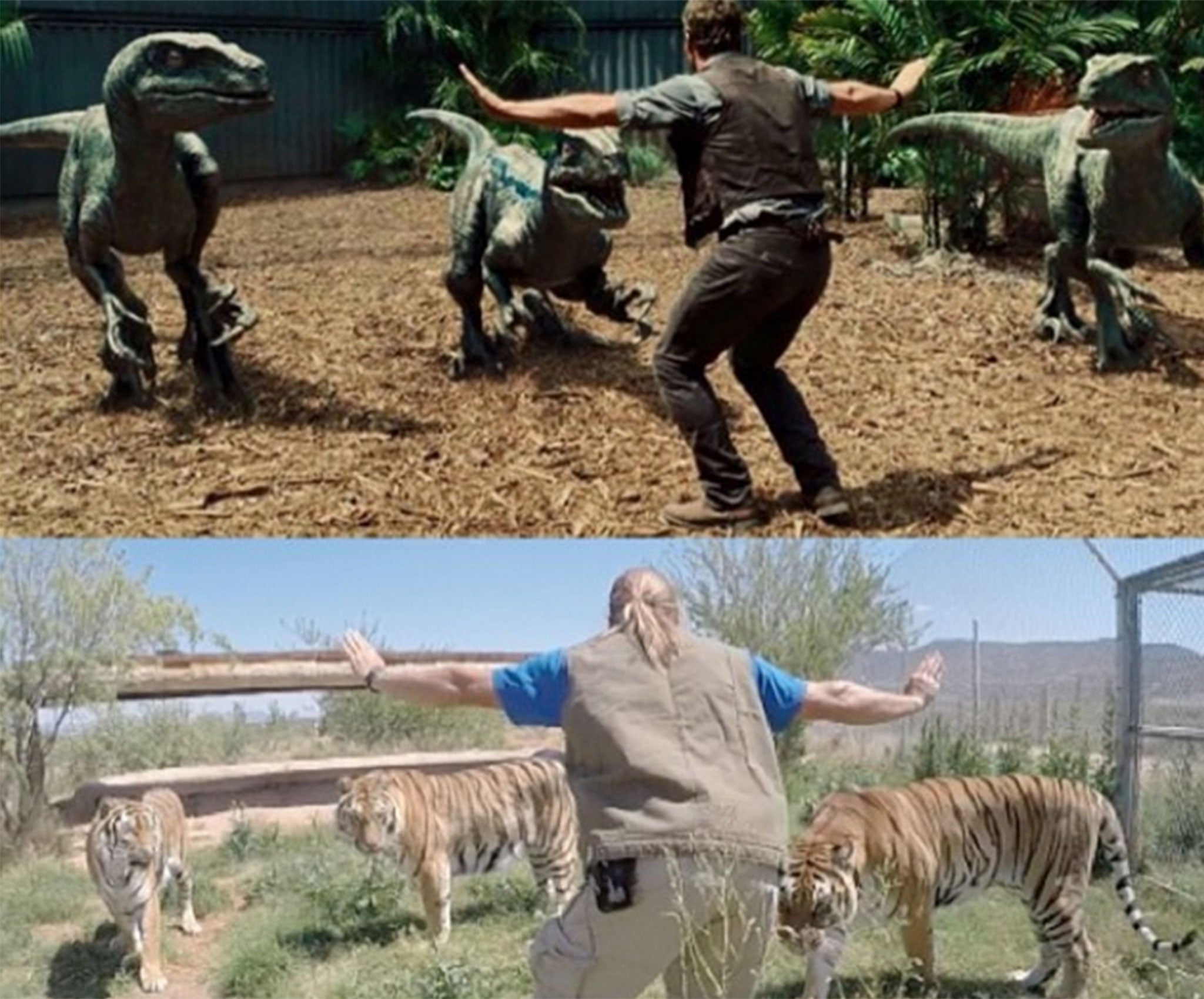 Jurassic World: Zookeepers reenact the Chris Pratt raptor scene with a  bizarre range of animals and the results are brilliant | The Independent |  The Independent